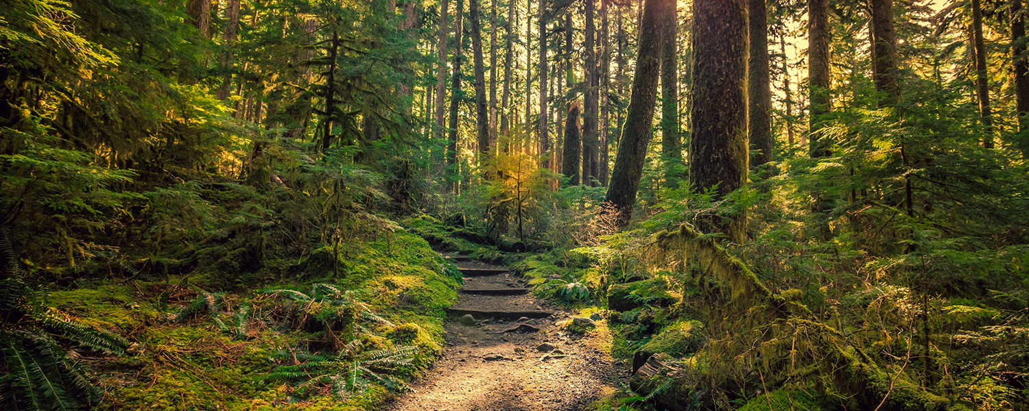 Discover Olympic National Park